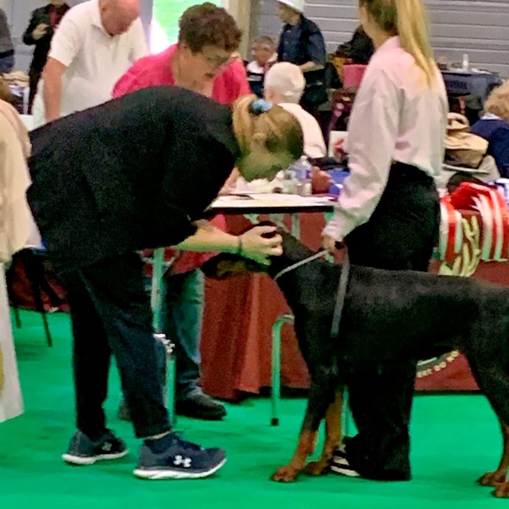 IMG 0020 Radiant Photo - élevage de dobermann en france