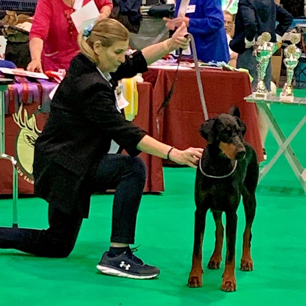 IMG 0026 Radiant Photo - élevage de dobermann en france