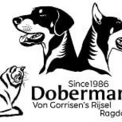 logo dobermann von gorrissen rijsel ragdoll