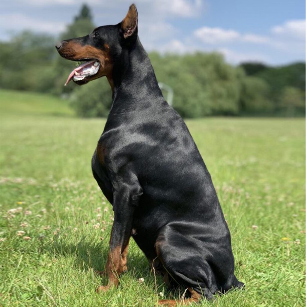 élevage de dobermann en france
