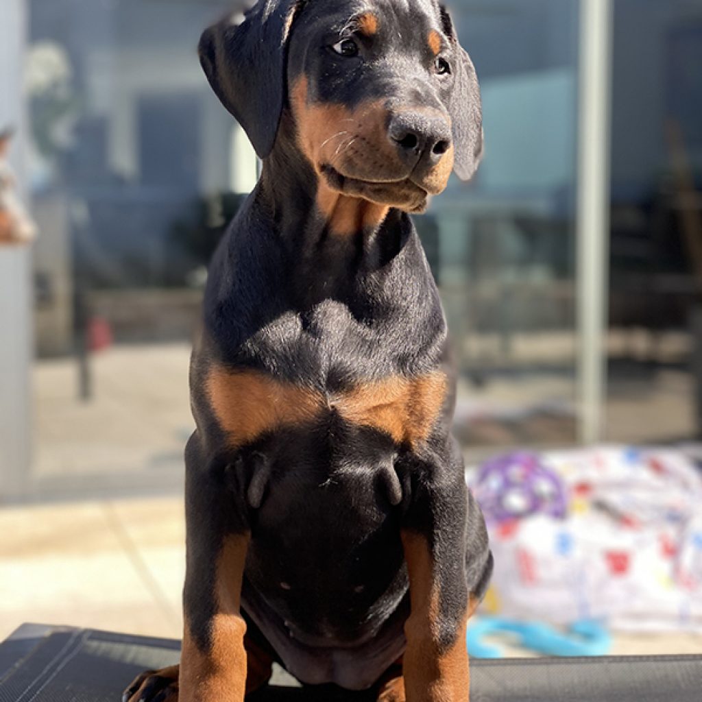 IMG 1929 - élevage de dobermann en france