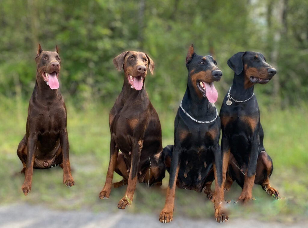 97EEE068 9702 4CA0 8D03 5DB1E48821E3 - élevage de dobermann en france