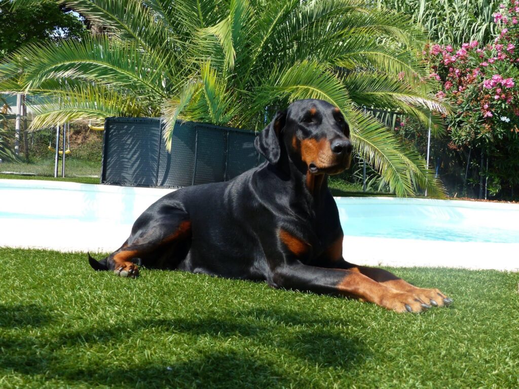 yalta - élevage de dobermann en france