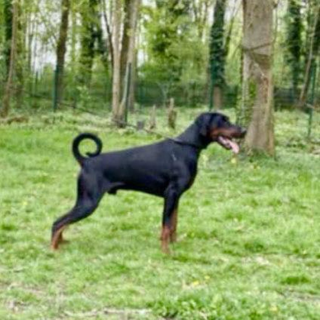 518813630 10235130956482171 4551988102187480474 n - élevage de dobermann en france