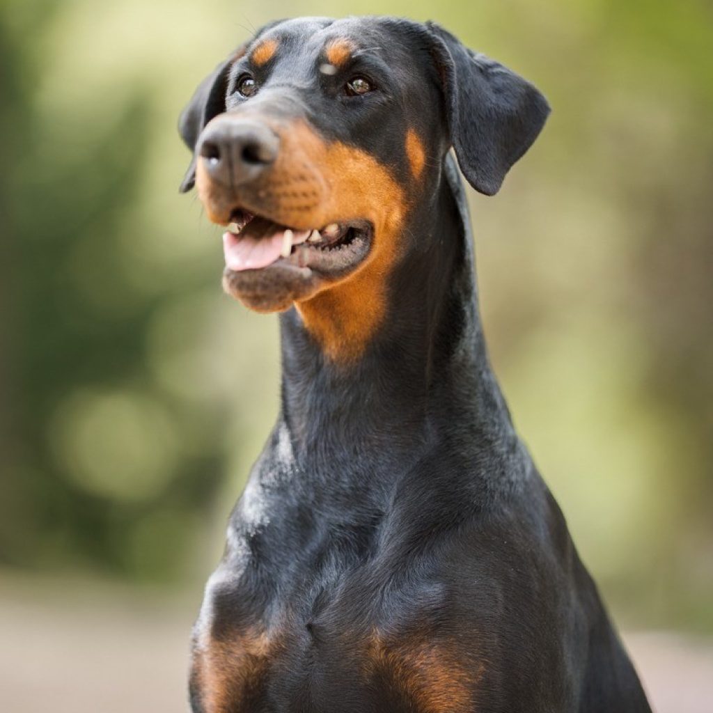 thumbnail e6726c62 3b2b 447e ba62 eb1b96fb3491 1 - élevage de dobermann en france