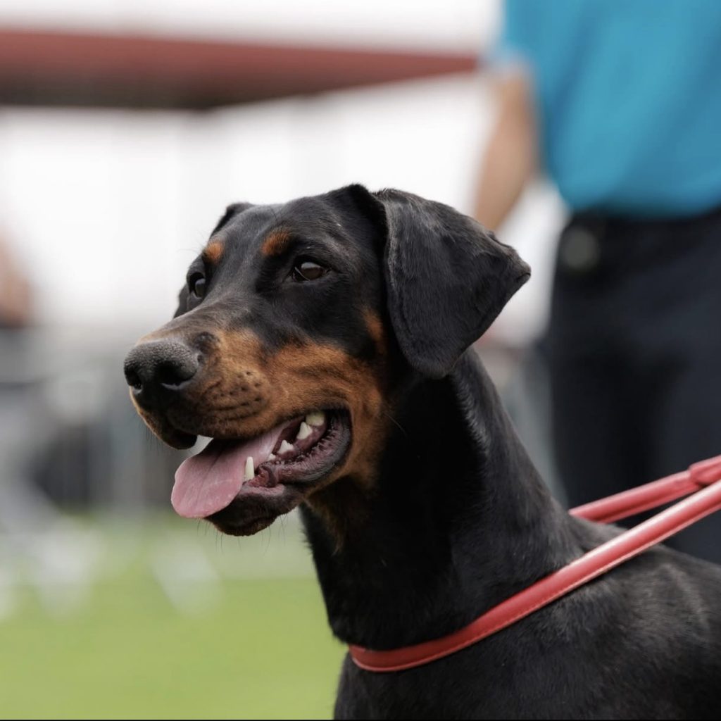 IMG 2740 - élevage de dobermann en france